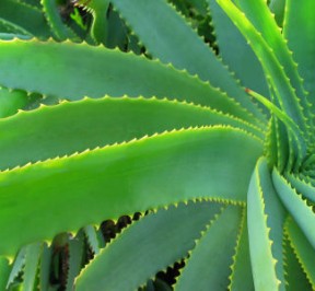 Aloe Vera - The Wonder Plant | The Garden Shed Co Tauranga